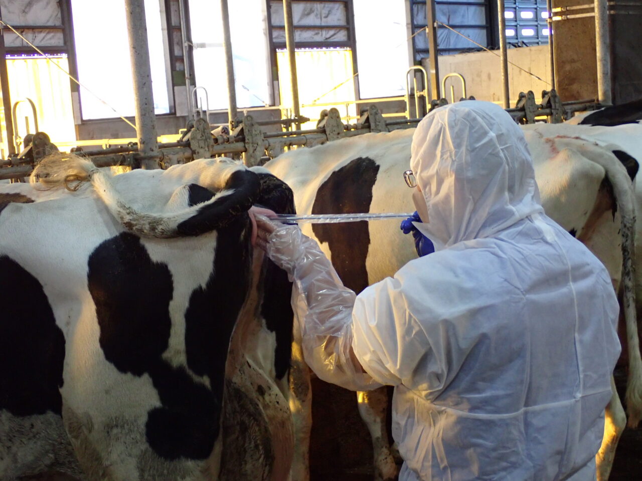 令和6年度「ウシ受胎率改善を目指した技術レベル向上のための牛人工