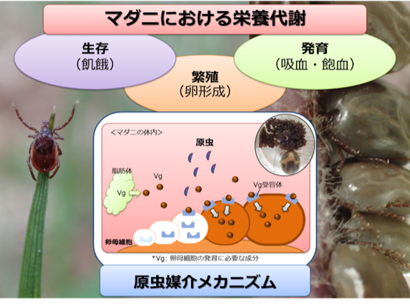 帯広畜産大学産学連携センターCenter for Industry-University Collaboration, Obihiro University of Agriculture and Veterinary Medicine
