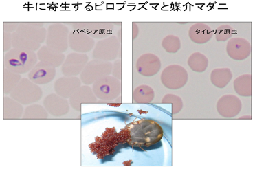 世界中の畜産業を苦しめている牛ピロプラズマ病に立ち向かえ! 帯広畜産大学 産学連携センター