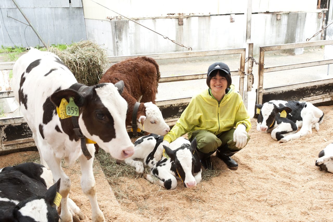 cow-1280x852.jpg