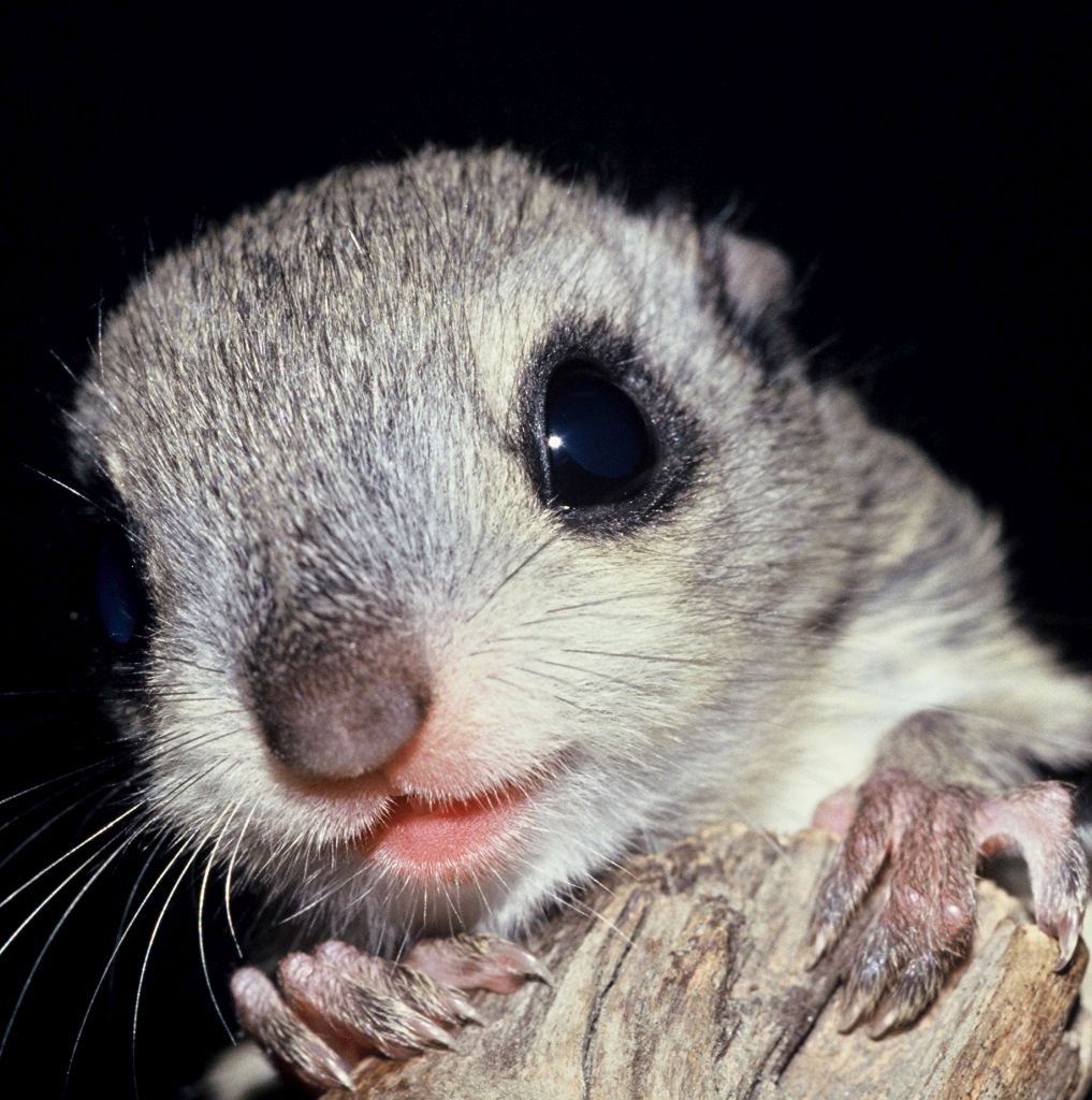 樹上性リス科動物 ムササビ モモンガ リス 帯広畜産大学