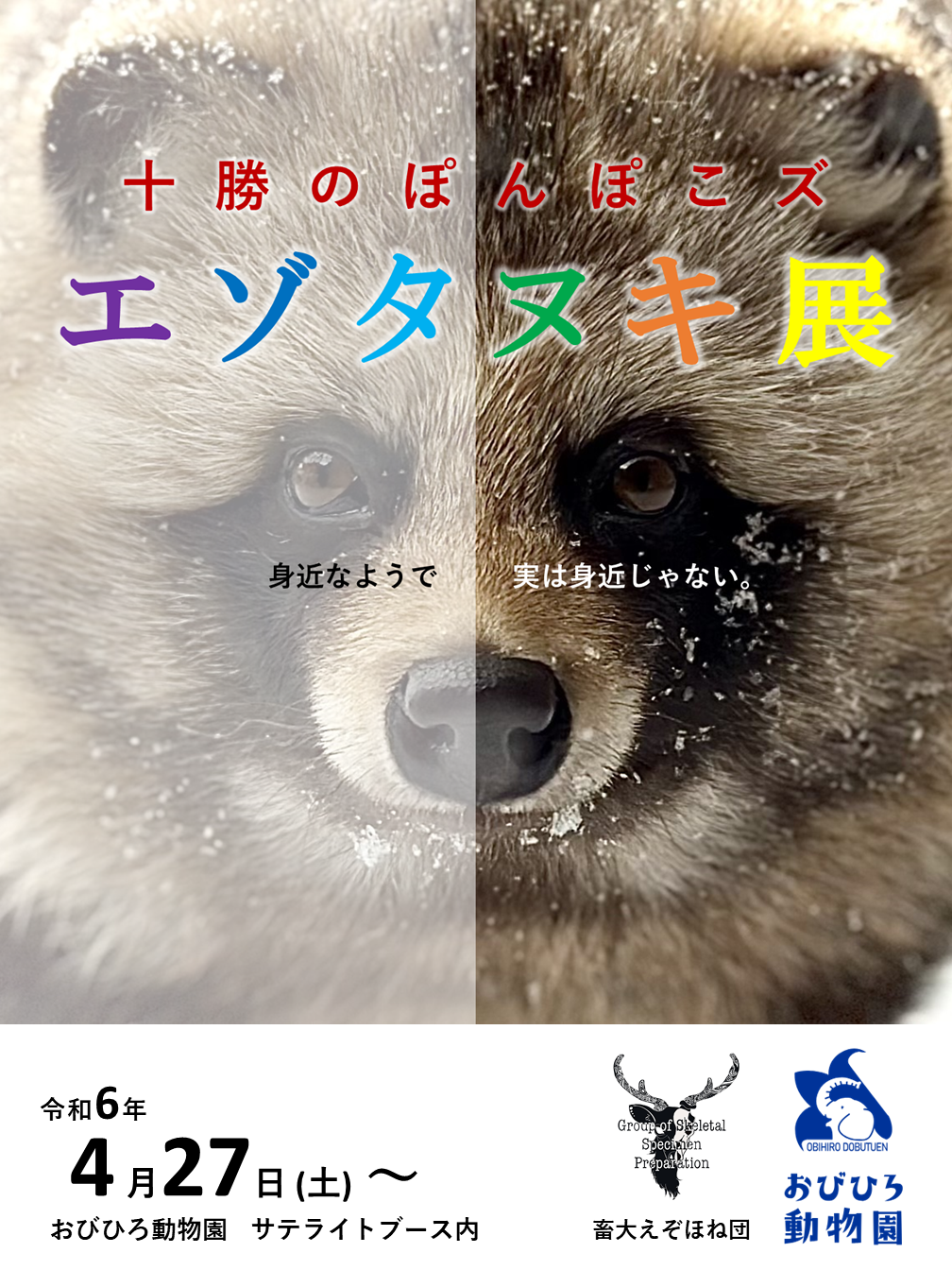 帯広畜産大学サテライトブースにて「エゾタヌキ展」を公開 – 帯広畜産大学